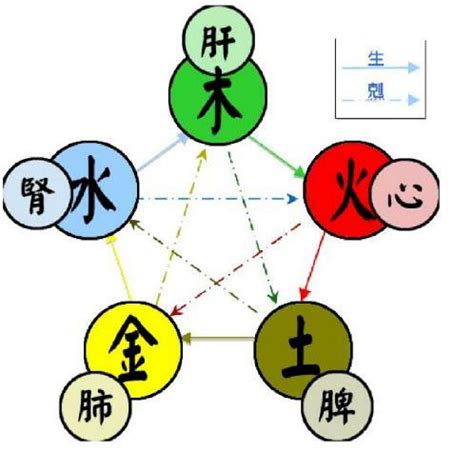 金木水火土 器官|五行中木火金土分别对应人体哪些脏腑？